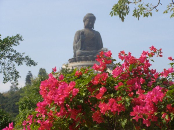 Buddha vu du temple