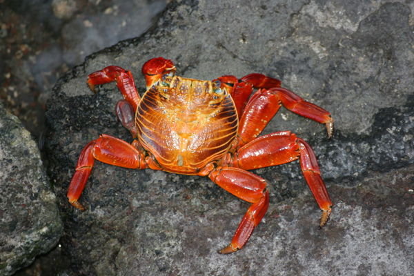 Sally Lightfoot Crab.....