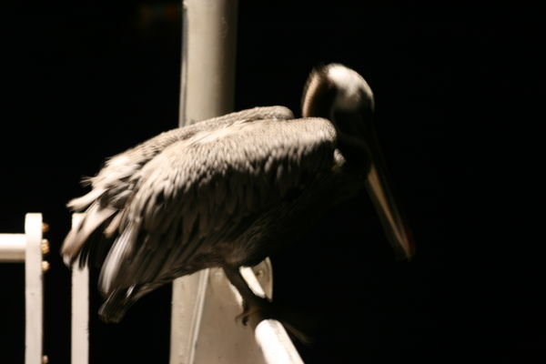 The Brown Pelican....