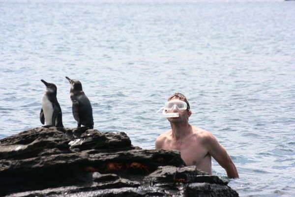 ...and the Australian Penguin spotter
