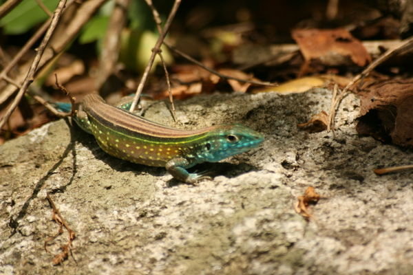Said 'Shiny' blue/green lizard!