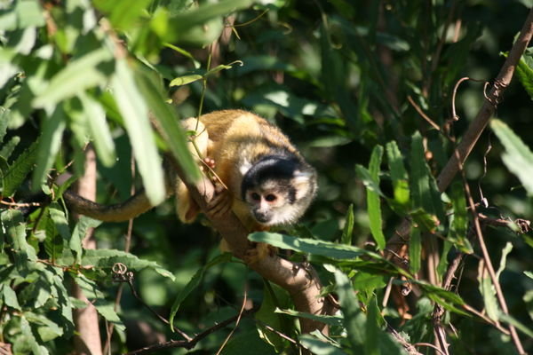 A Bolivian Squirrel Monkey.....