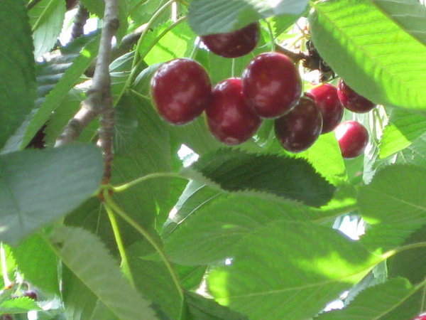 Eva's cherries