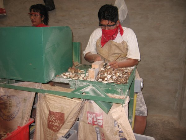 Working with ivory nuts