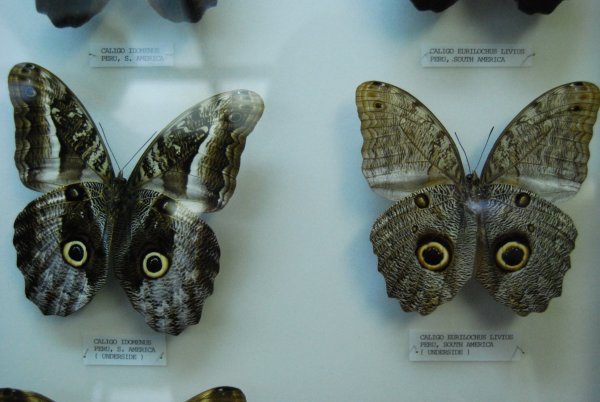 Hallucinants papillons