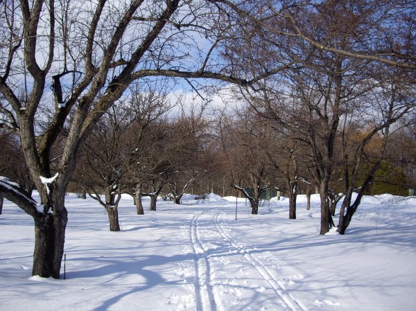 Cross country tracks in the gardens