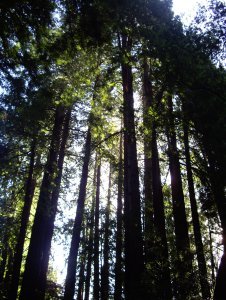 Muir Redwoods