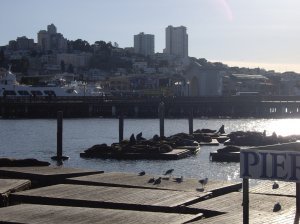 The Sea Lion colony at Fisherman's Wharf