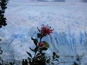 The Calafate flower