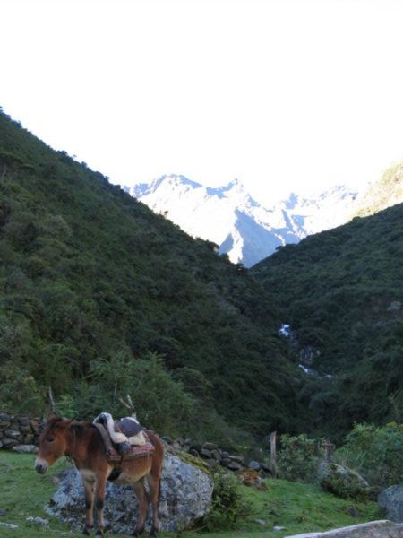 One of our mules resting at the start of Day 3