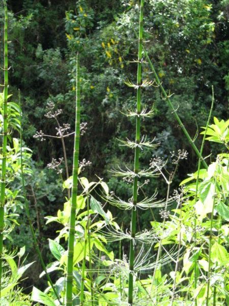 Horsetail Plant