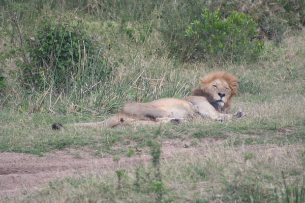 Chilled out lion