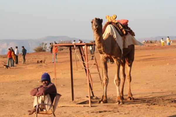 Panchgani camel rides