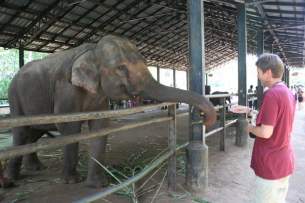 Feeding the elephants, Pinnawala