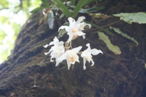 Tree orchids
