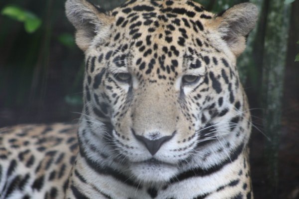A distinguished host at Belize city zoo - the jaguar