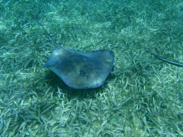 Manta ray - while snorkelling - Caye Caulker