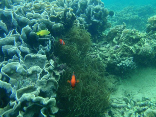 Beautiful sea life under the South China Sea, Nha Trang