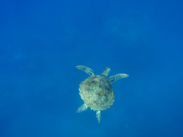 A graceful Turtle, while snorkelling, Low Isles