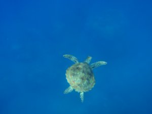 A graceful Turtle, while snorkelling, Low Isles