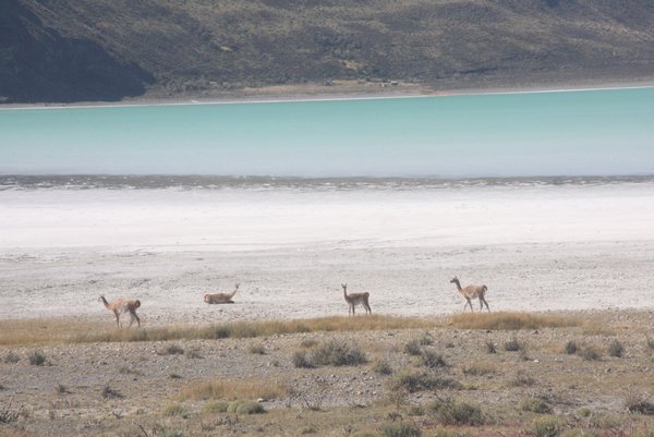 Guanaco by the lake, Torres del Paine