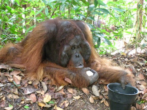Kakusi the oldest and now deposed dominant male lounges to eat