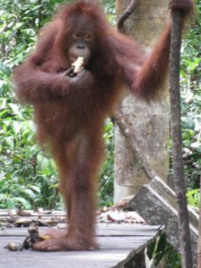 Orang Utans that have been too long with humans tend to stand upright