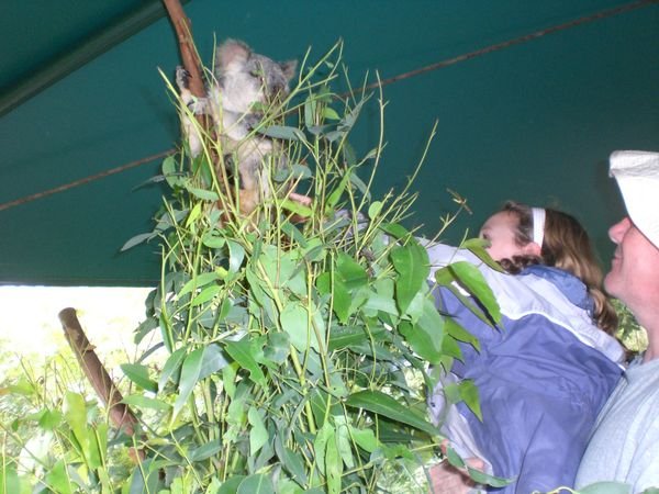 stroking a Koala