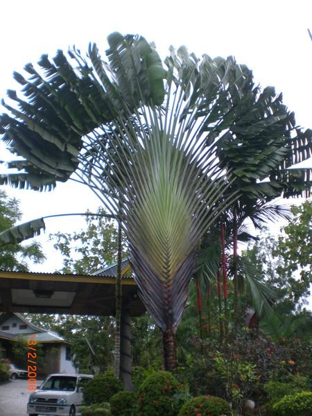 Fan Palm at Hotel