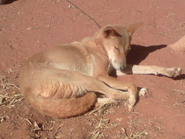 Dingo tired