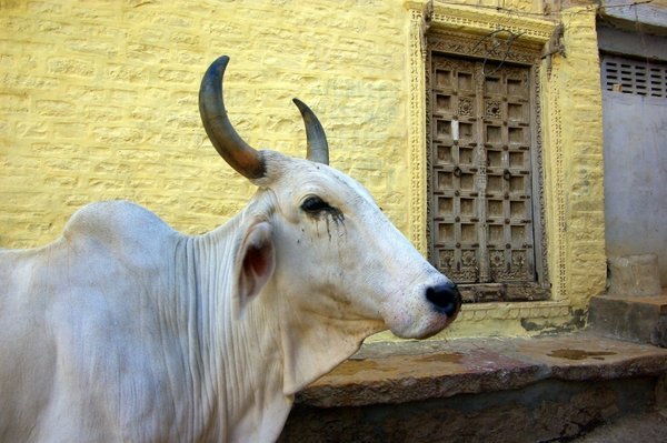 Cow,door and yellow wall