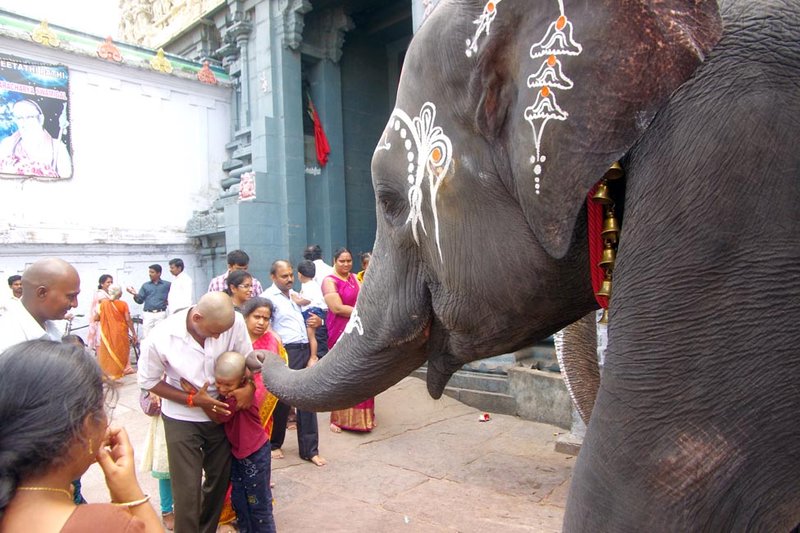 Temple Elephants in Kanchipuram