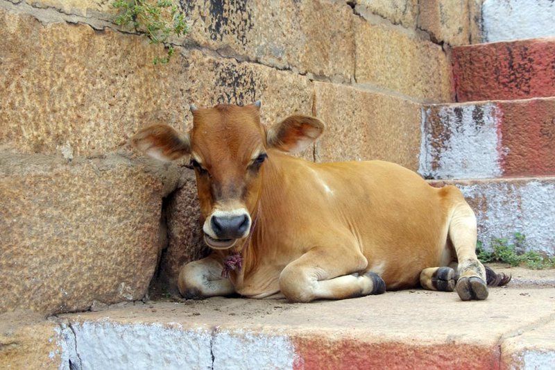 A cow at rest!