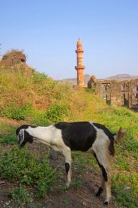 Goat at Daulatabad