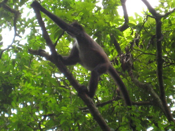Lots of monkeys at Tikal