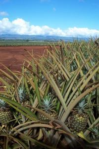 Dole Pineapple Plantations