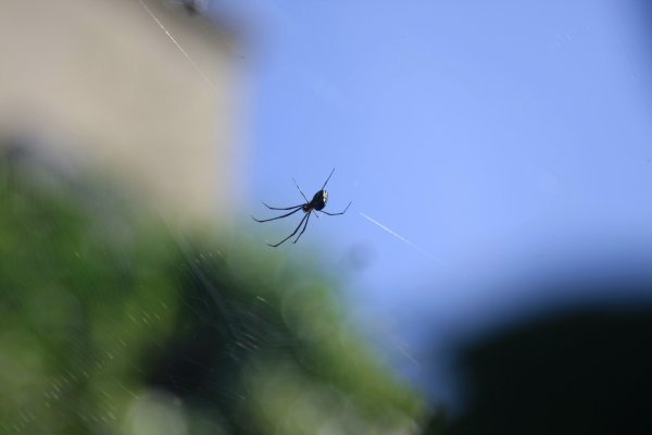 Pavoucek
