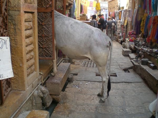 Cow inside the Fort