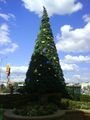 christmas_tree_at_27_degree_C