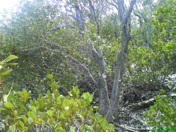 mangrove_leaves