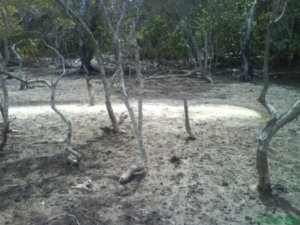 dried_mangroves
