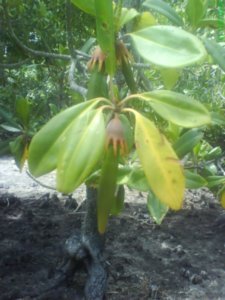 mangrove_seed_on_tree
