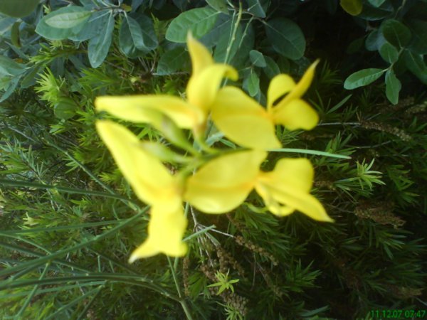 yellow_blossom