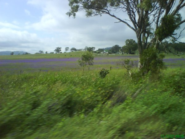 maybe_lavender_fields