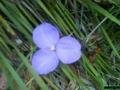 purple_blossom