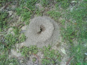 ants_hole
