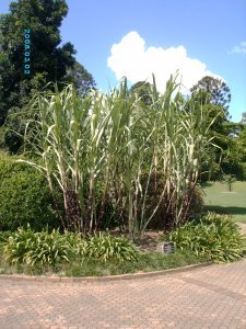 brisbane_botanic_garden_sugar_cane
