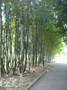 brisbane_botanic_garden_bamboo