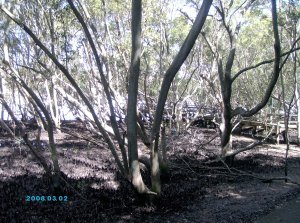 brisbane_botanic_garden_mangroves