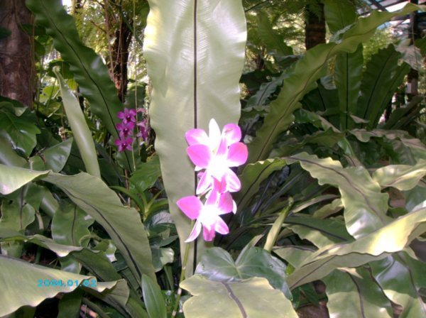 KL_orchid_garden_4